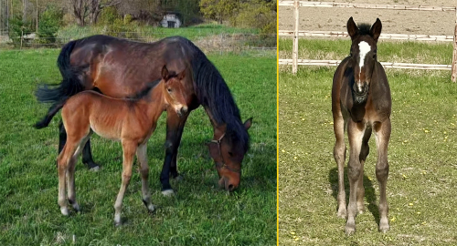 Bildextra: fyra nya föl