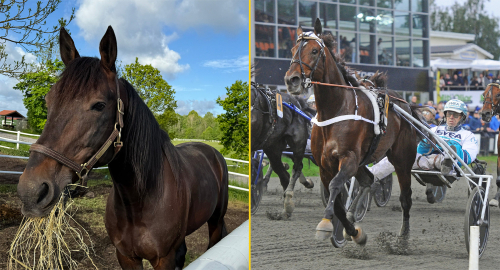 Hail Mary på Salsbro Stuteri