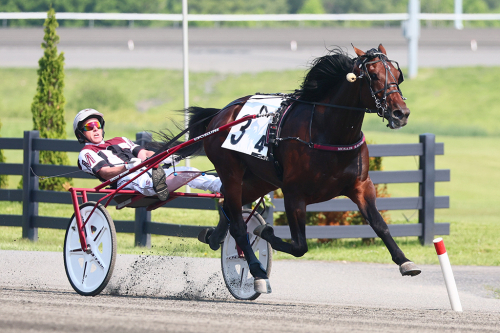 Melander-uppfödning i topp