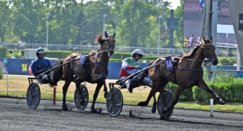 Sto krossade hingstarna