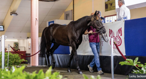 Fyraåring dyrast i Cabourg