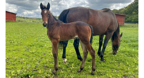 Nyfött på Hyllstofta Stuteri