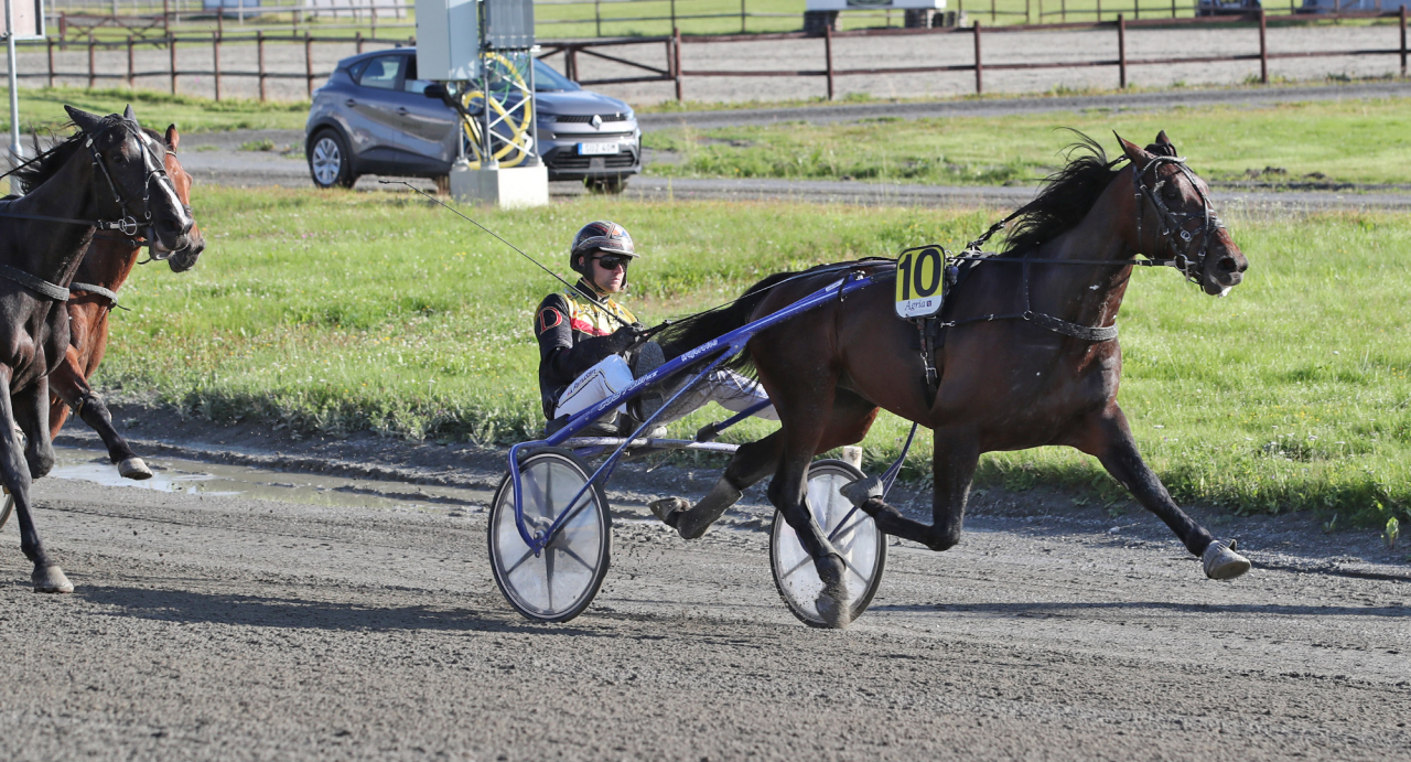 1.15,7/2.140 meter travade treårige Beartic när han vann tävlingsdebuten i Östersund igår. Foto Mathias Hedlund/Sulkysport