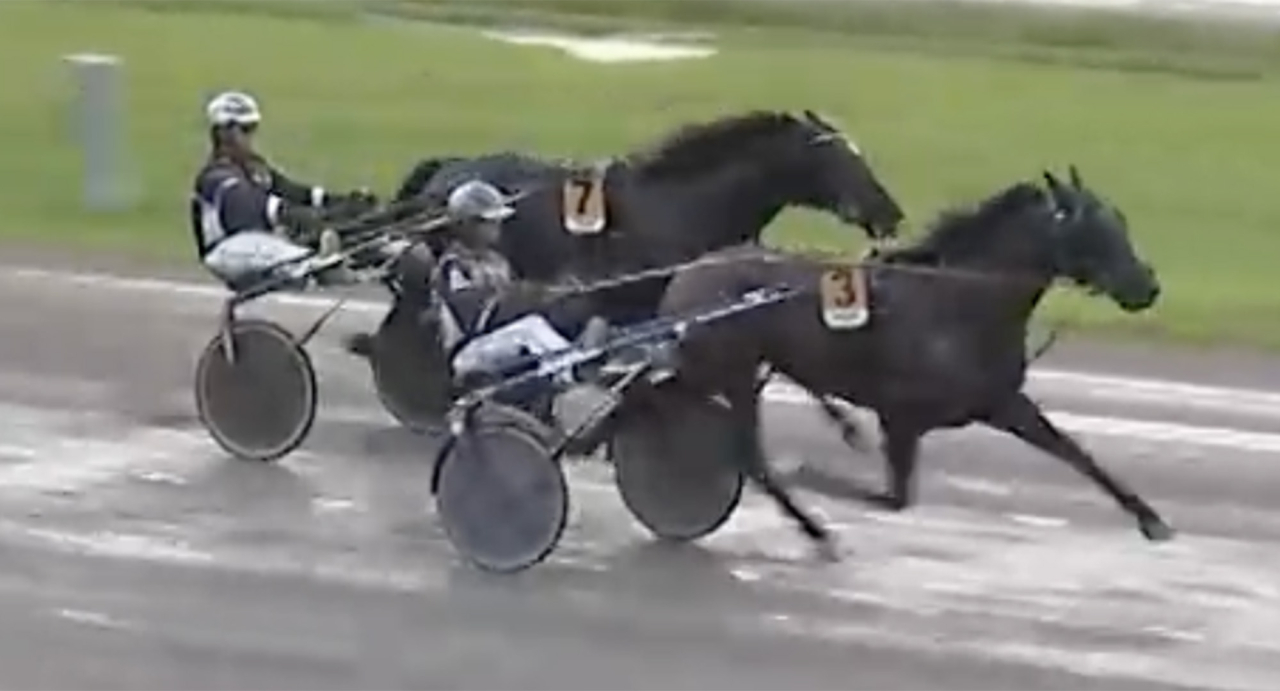 Oskar J Andersson har en fin treårig talang i Henessi Kiev. Skärmbild ATG Live
