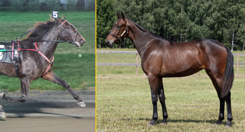 Dyring avlade maiden