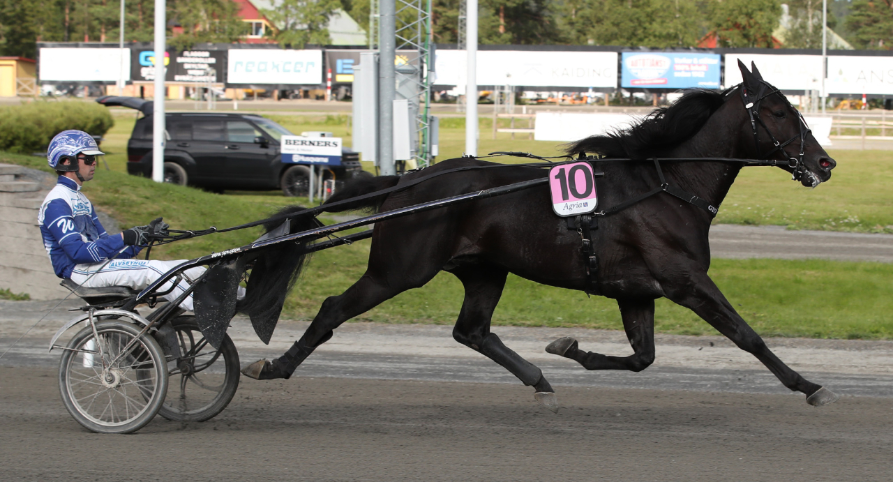Gio Cash och Daniel Wäjersten. Foto Mathias Hedlund/Sulkysport