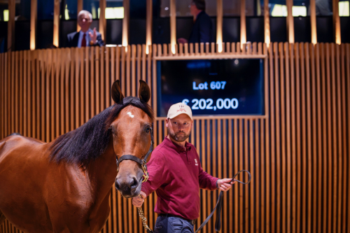 Ostartat tvåårigt sto dyrast