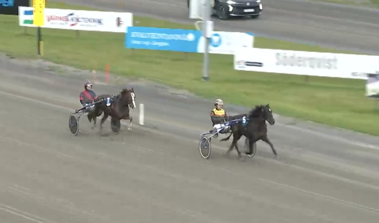 Stjärne Jerva och Mats E Djuse var ensam på plan trots galopp. Skärmbild ATG live