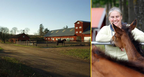 Skråmsta slutar med hingstar