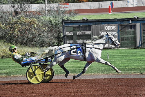 Blågul dominans i Chester