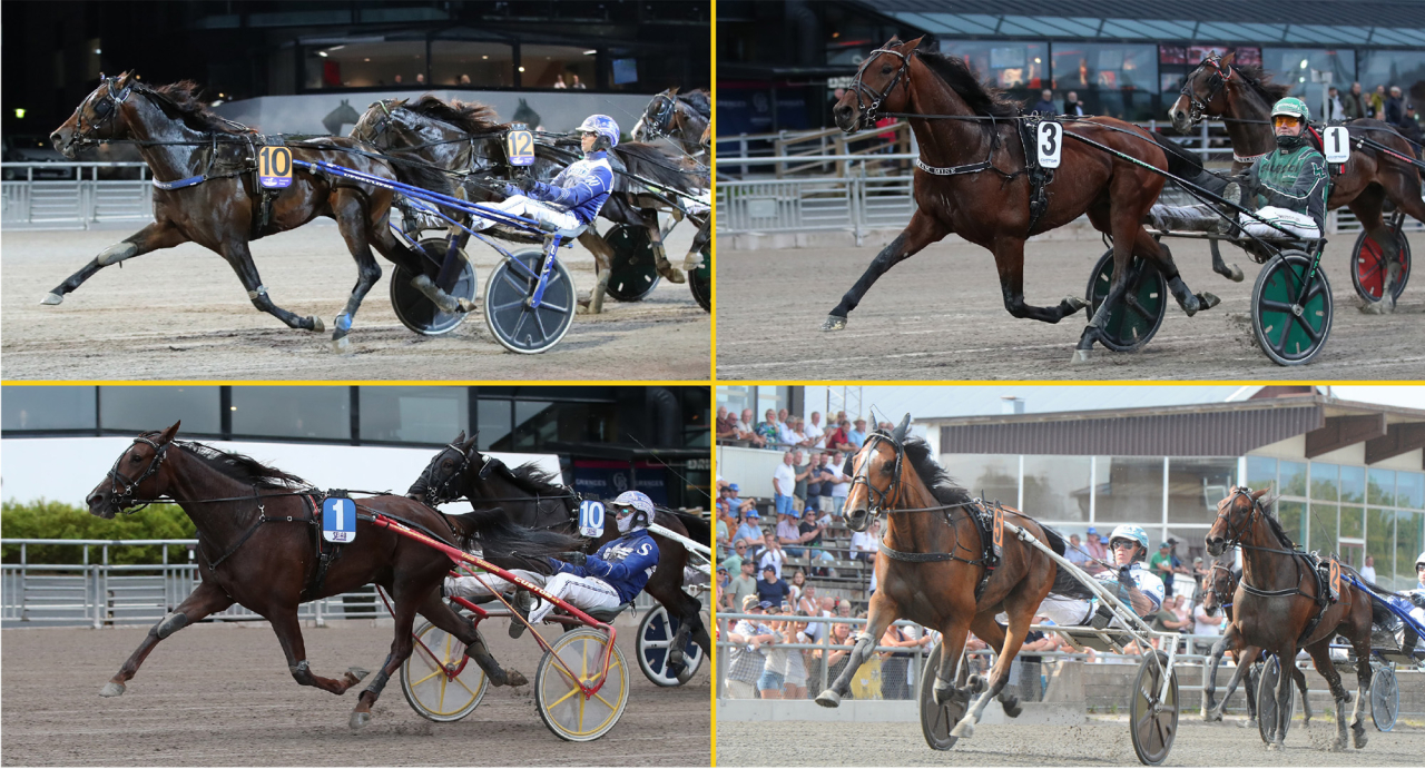 Fyra av de fyraåriga stjärnorna i Breeders Crown-finalerna: Bullet The Bluesky,Dream Mine, S.G.Empress och La Yuca. Foto Matihas Hedlund/Sulkysport & Adam Ström/Stalltz.se