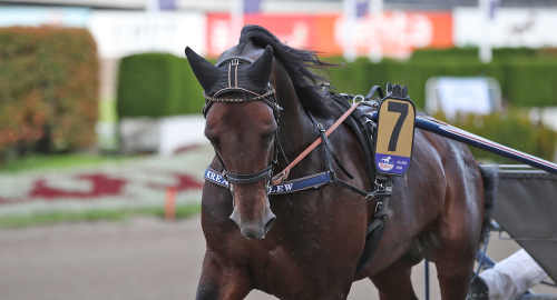 Unghästtoppar i Skive