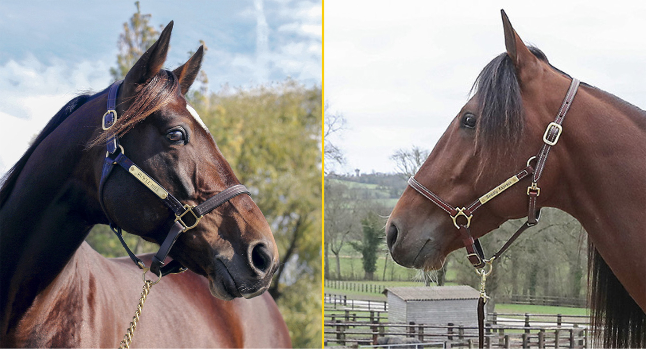 Muscle Hill är ledande avelshingst i Breeders Crown och Readly Express har flest finalister på lördag. Foto Mark Hall/US Trotting & Mia Törnberg/Sulkysport