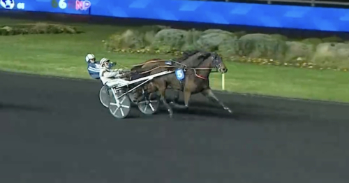 Bra driv i Guarato-tvååring