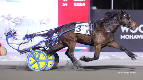 Blågul uppfödardubbel