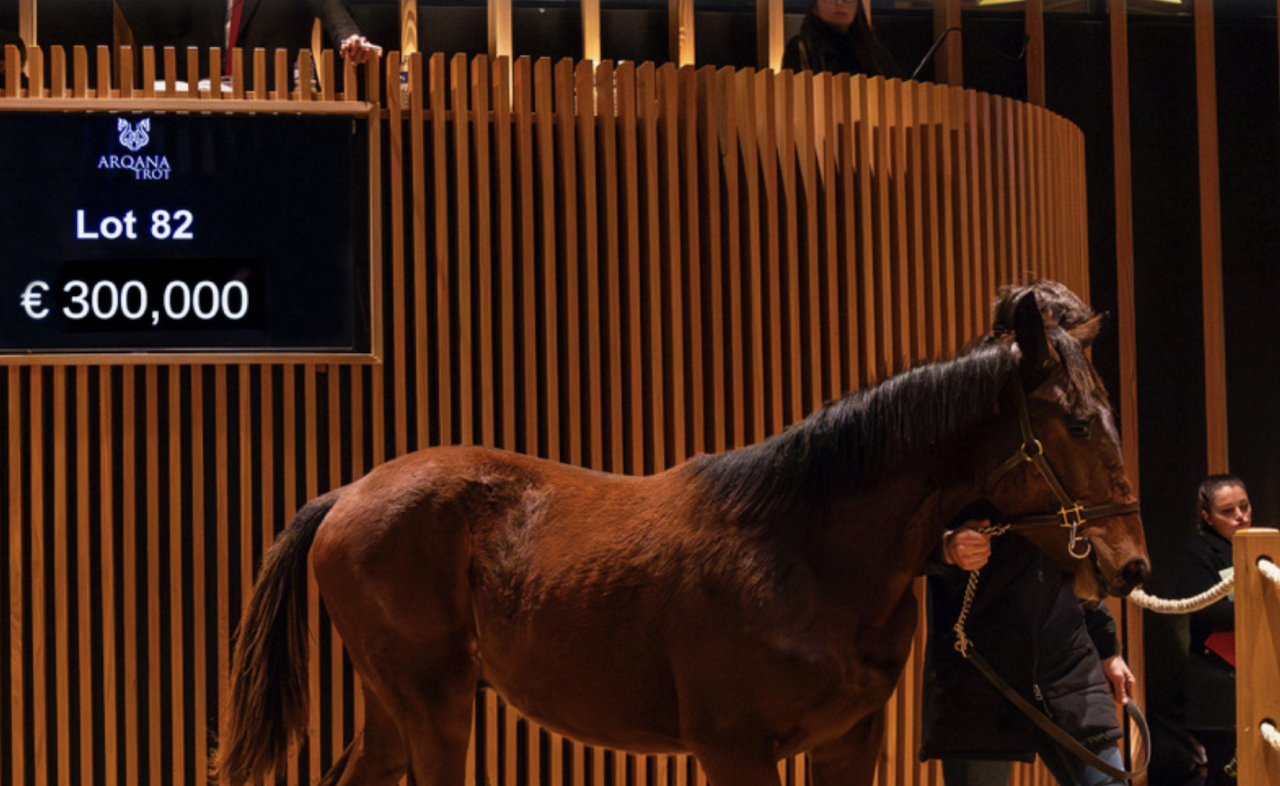 Powerfall blev dyrast i Deauville. Foto: Arqana Trot