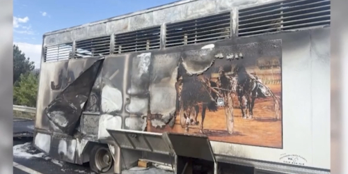 Räddad ur lågor – tvåa i storlopp