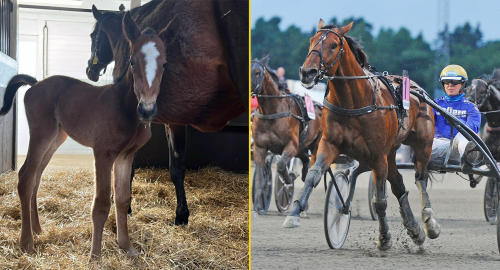 Fame and Glory pappa