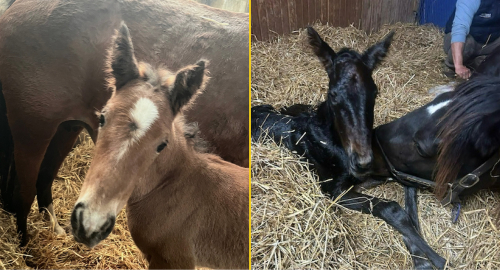 Bildextra: Fyra nya föl