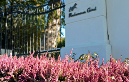 Första fölet på Menhammar