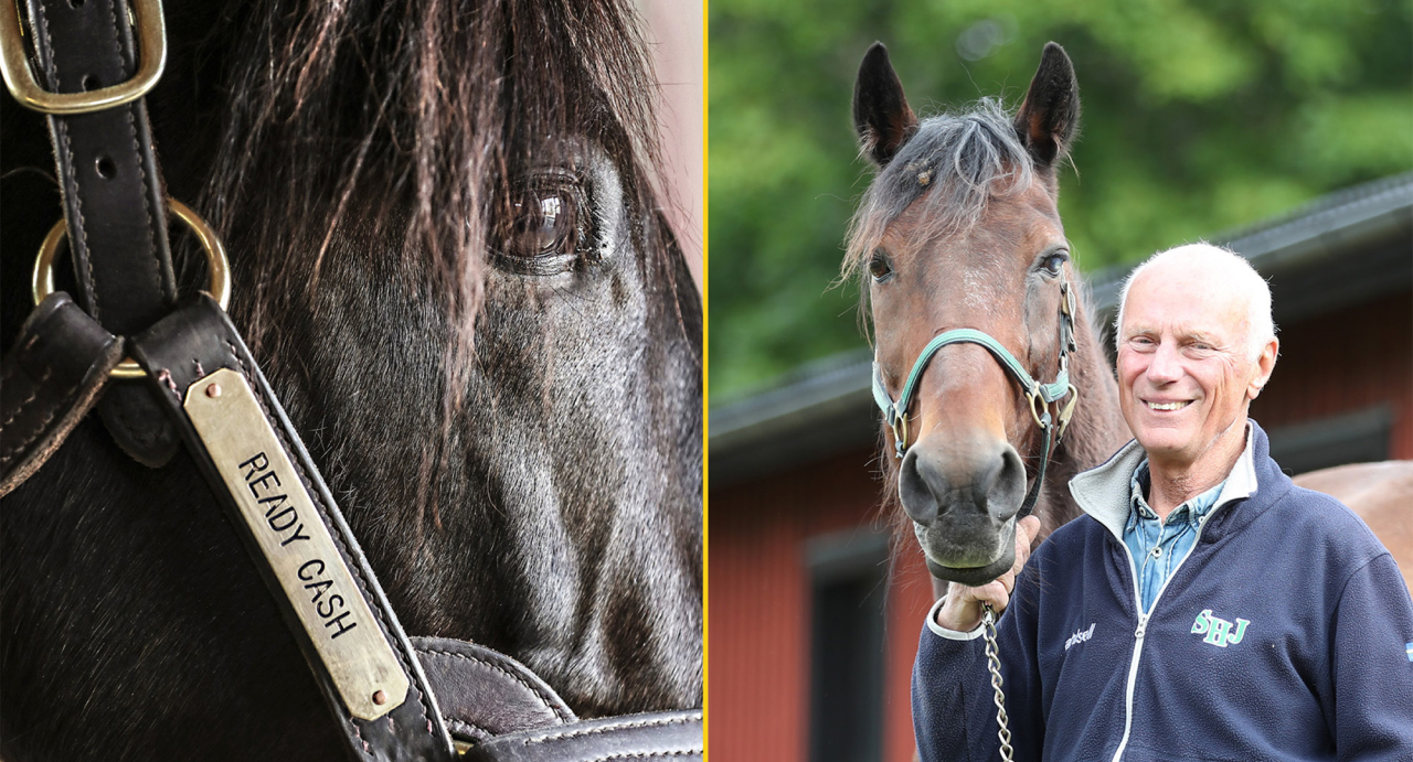 Ready Cash har flest svenskfödda avkommor över fem miljoner av avelshingtarna, medan Stig H Johansson stjärna Victory Tilly är den vinstrikaste blågula travaren genom tiderna. Foto Mia Törnberg & Mathias Hedlund/Sulkysport