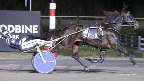 Blågula uppfödare i topp