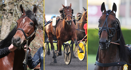 Babyrace med nya hingstar