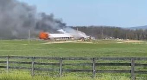 Tolv hästar dog i brand