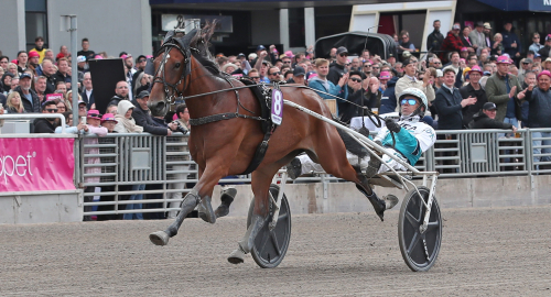 Elitloppshäst varvar upp