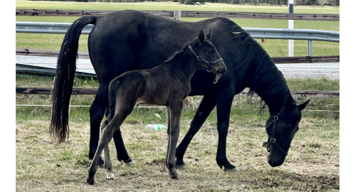 Bildextra: två nya föl