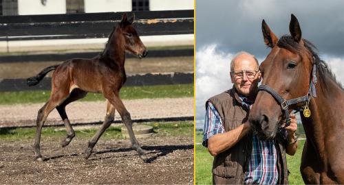 Tre nya föl på Brodda