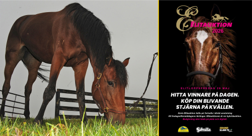 Guide till Elitauktionen
