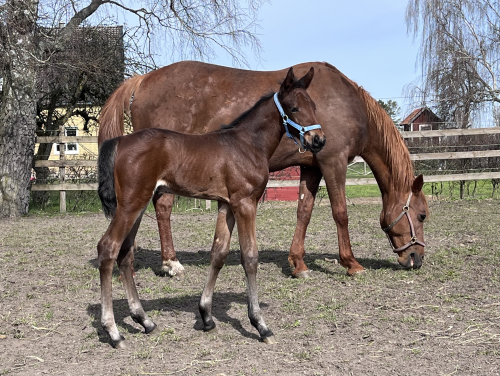 Rekordhållare har blivit mor