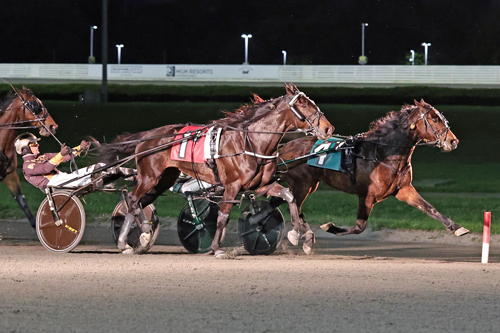 Storlopp till danskfödd