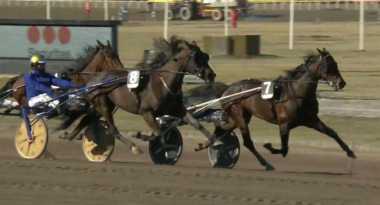 Olly Håleryd är årets snabbaste sto på svensk mark, men det var med ett nödrop hon höll hela vägen i diamantstoet på Jägersro tillsammans med Örjan Kihlström. Skärmbild ATG Live