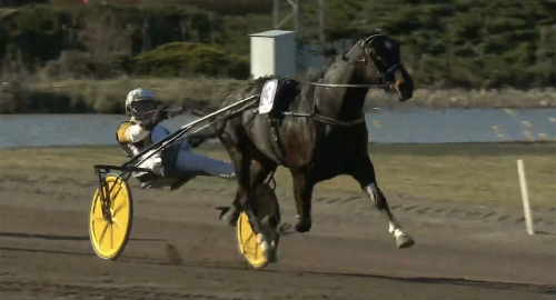 V85: Önas Prince med en gäspning