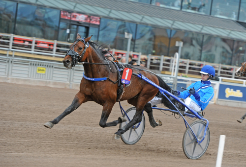 Ny stjärna hos Stall Sofo?