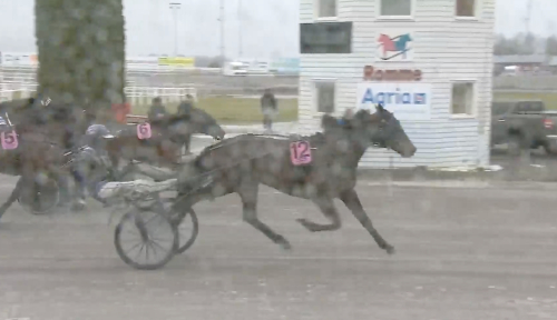 Ett sto som vägrar förlora