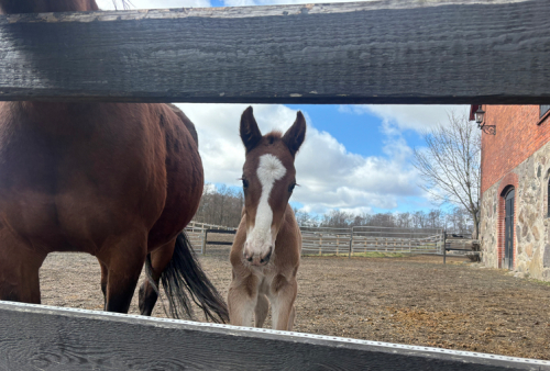 Dotter efter dubbel P d’A-etta