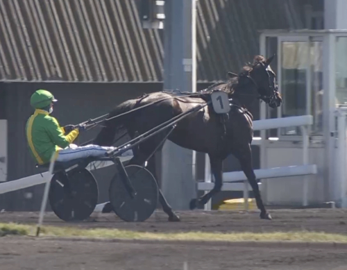Kolgjini-uppfödning i topp