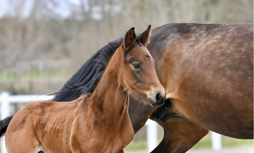 Bildextra: fyra nya föl