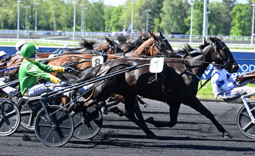 Kolgjini-uppfödning i topp