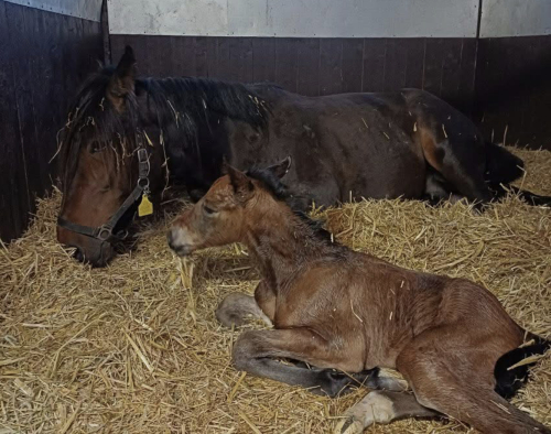 Stjärnston har blivit mammor