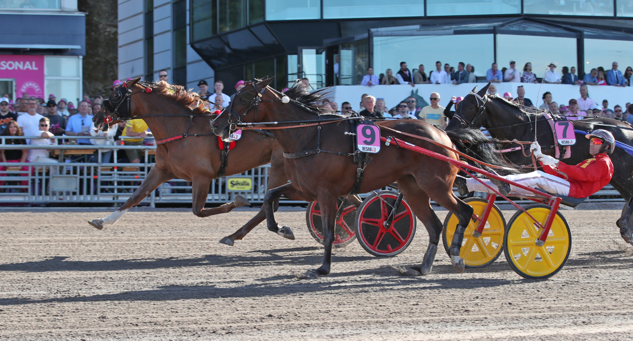 Giovaz och Antonio di Nardo spurtar hem Fyraåringseliten för ston. Foto Mathias Hedlund/Sulkysport