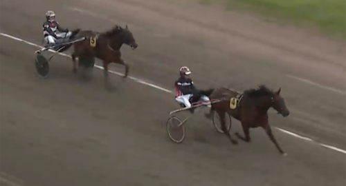 Ståles nästa hopp i aveln