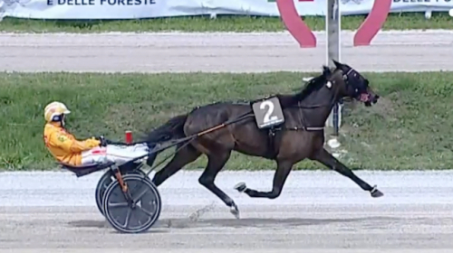 Duo klara för Breeders Course