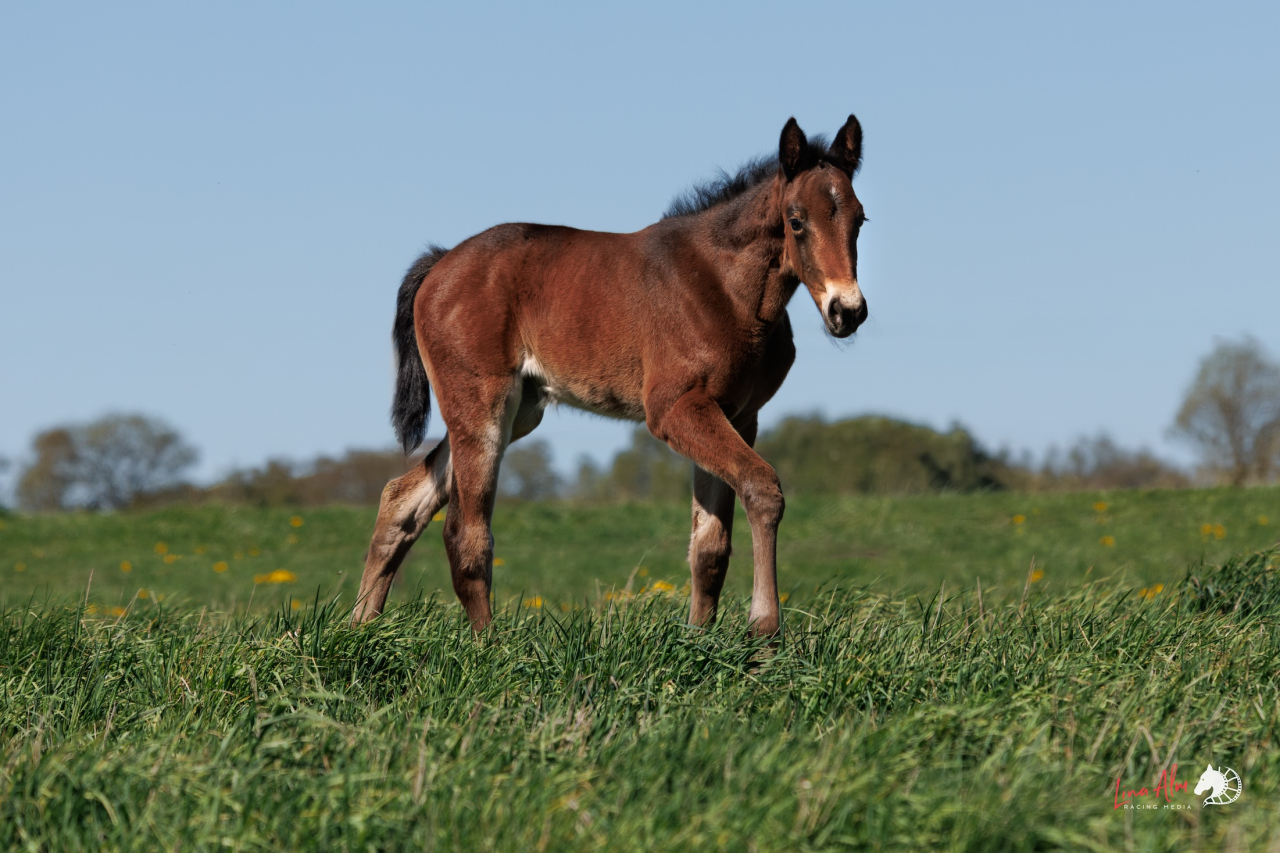 Zingy Kronos dotter efter Face Time Bourbon. Foto: Lina Alm Racing Media