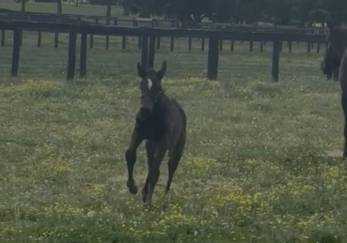 Film på Jiggy Jogs dotter