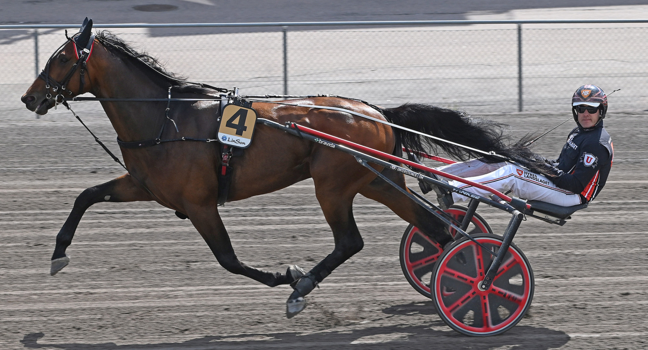 Johan Untersteiner har obesegrade treåriga stoet Cruiser i stallet, men idag hade hon fått stryk av en stallkamrat enligt tränaren. Här är Untersteiners stjärnskott Time The Hill som vann på 1.12,4a/2.140 meter i Halmstad. Foto Lars B Persson