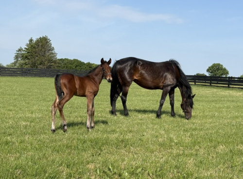 Breeders Crown-etta mor